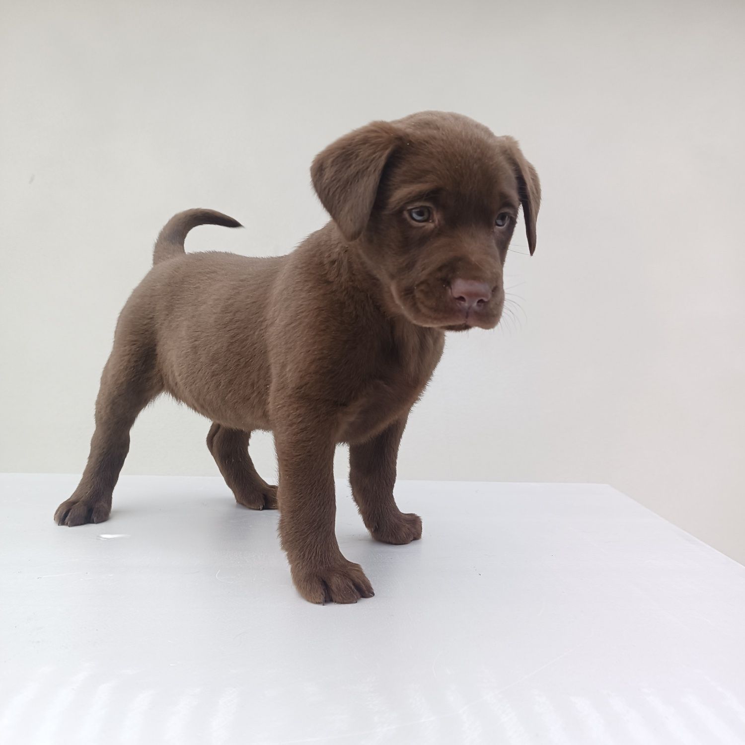 Labrador retriever czekoladowy