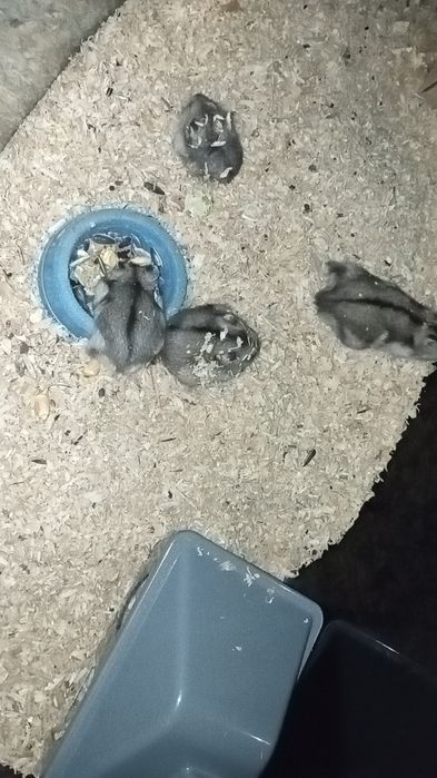 Chomiki Dżungarskie Oddam za darmo!