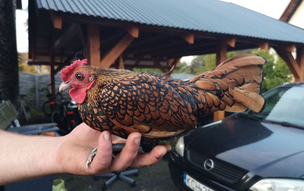 Rasowy kogut Sebrytka drób ozdobny koguty sebrytki