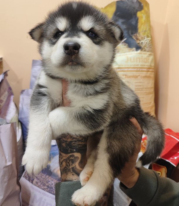 Вам подобається хаскі?