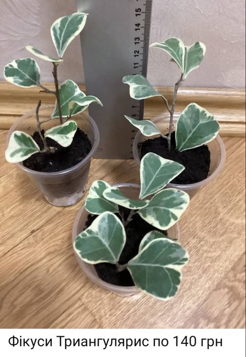 Фікус Триангулярис Священний Диверсифолія Мокламе Амстел Кінг А