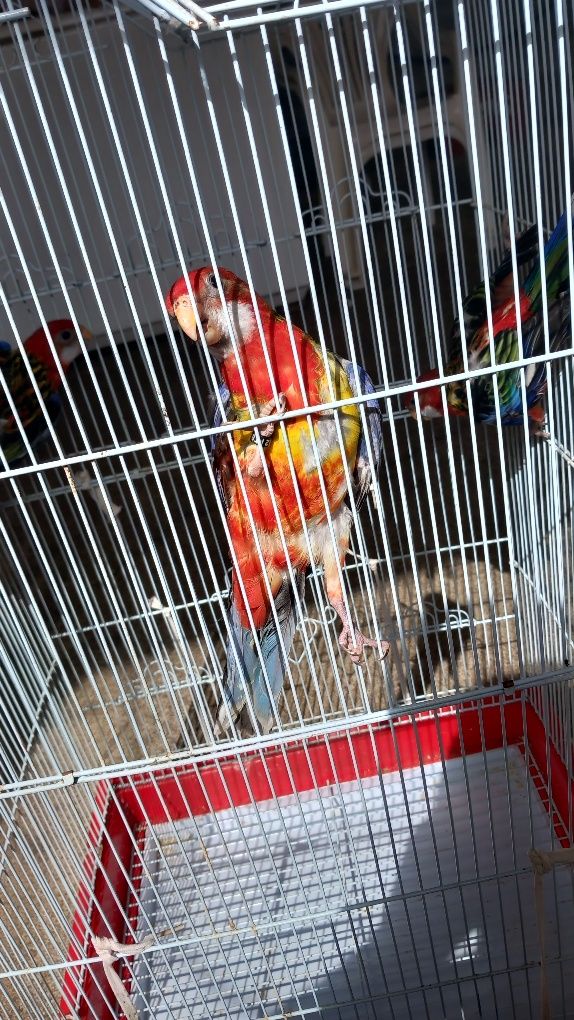 Disponível 3 machos roselas eximius