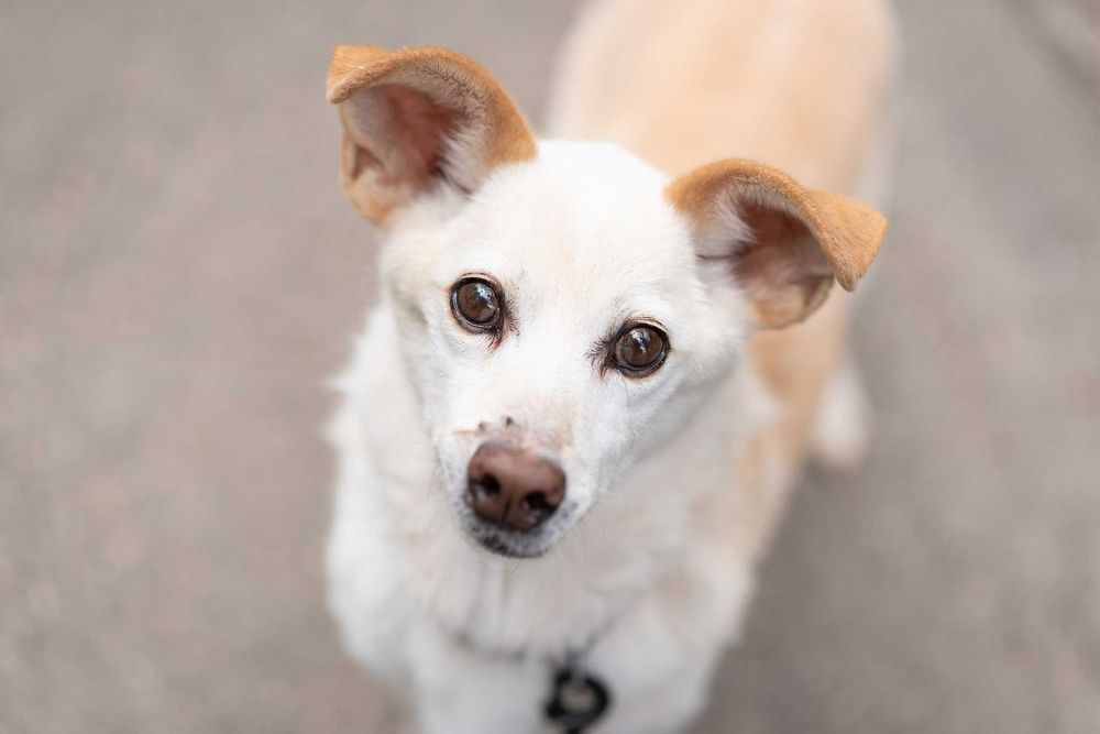 delikatny, spokojny, kremowy MIKI: tak mi brakuje domu ;(