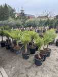 Trachycarpus fortunei wys. 100 cm