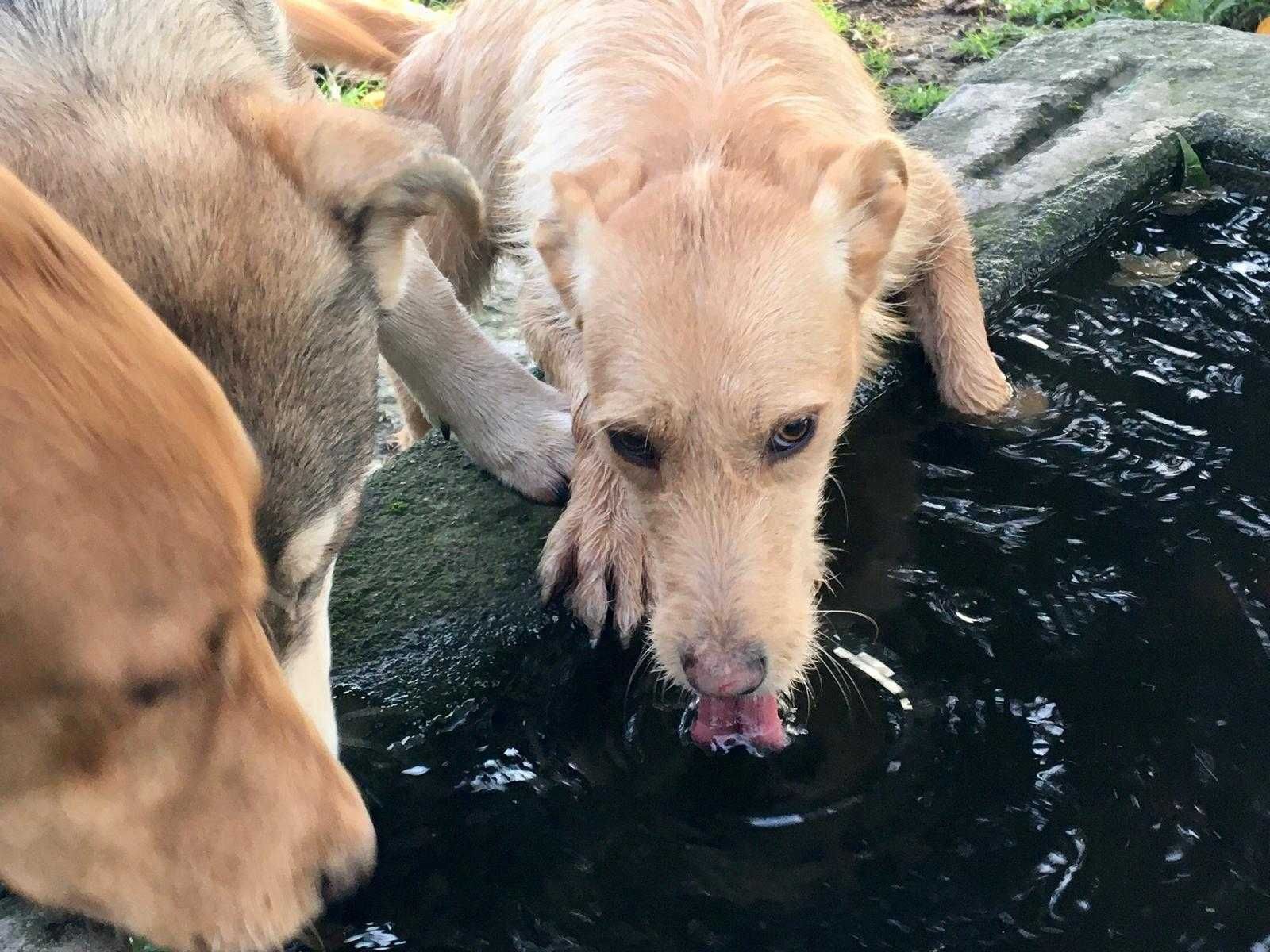 Adoção responsável de três cães.