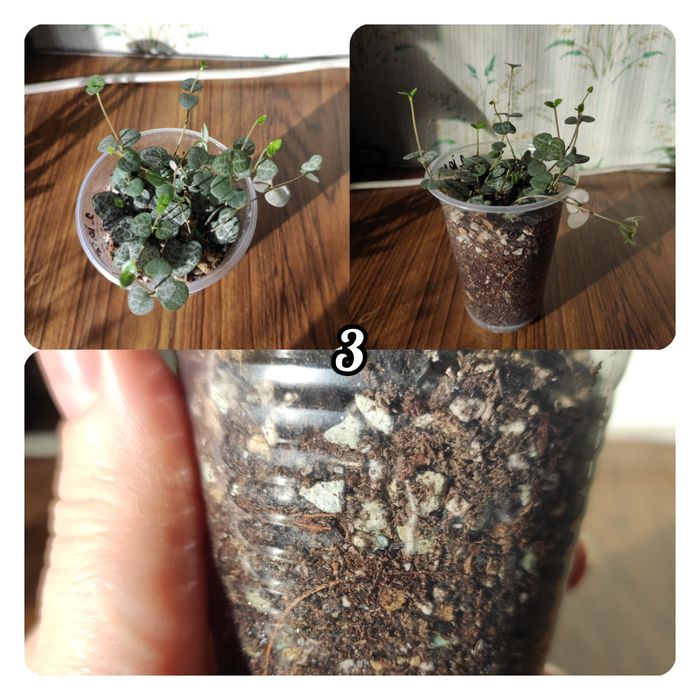 Церопегія Вуду( Ceropegia woodii)