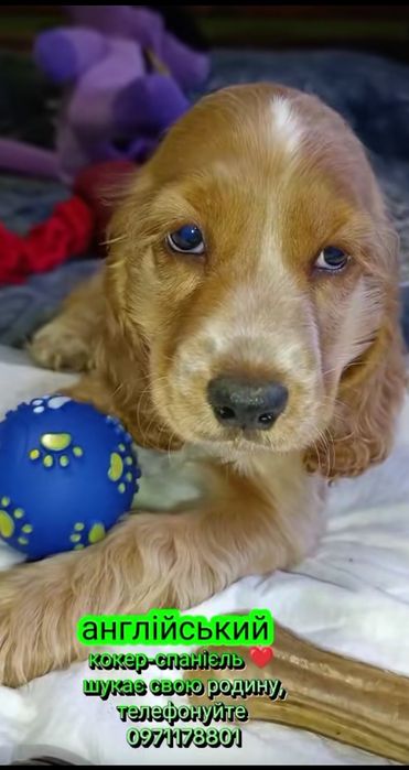 Англійський кокер-спанієль хлопчик, двічі вакцинації Нобівак