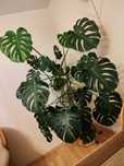 Sprzedam -Monstera