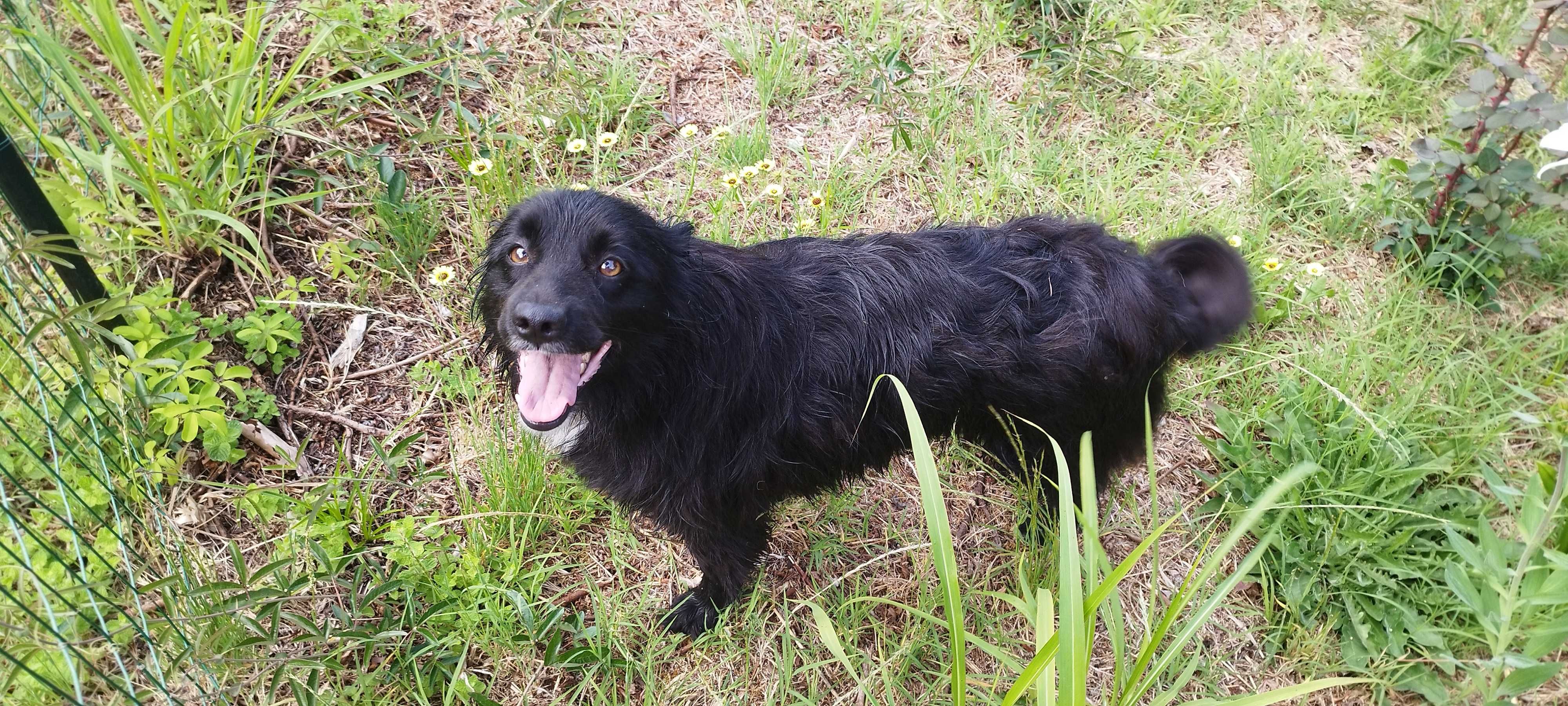 Adoçao de labradora adoravel