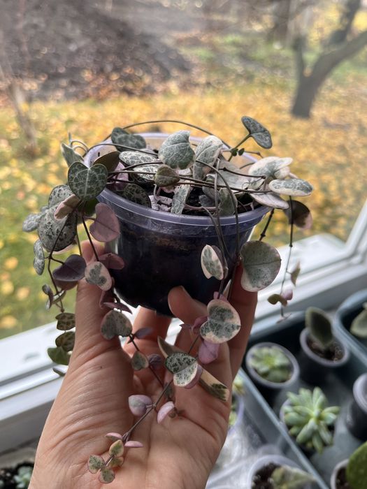 Церопегия вуди, вариегатная