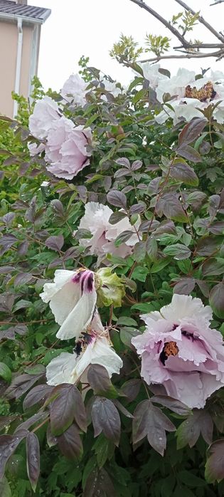 Продам саженцы растений