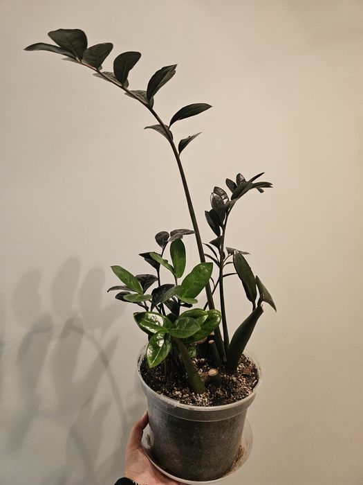 Fikus, filodendron, rhaphidophora, dieffenbachia, strelicja, zamiokulk