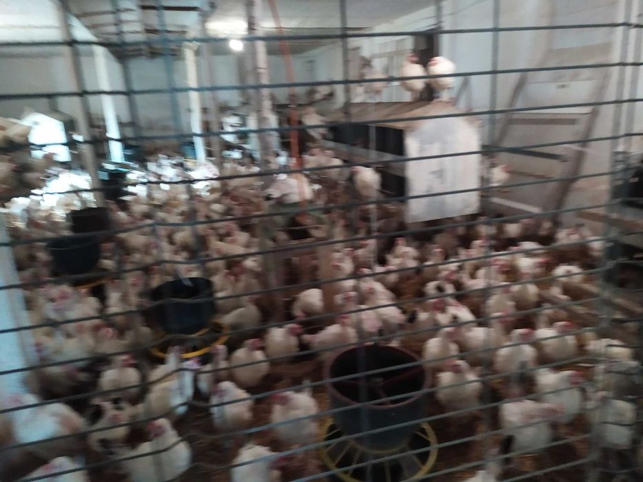 Jaja wiejskie od kur z wolnego wybiegu