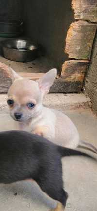 Chihuahua de Pêlo curto