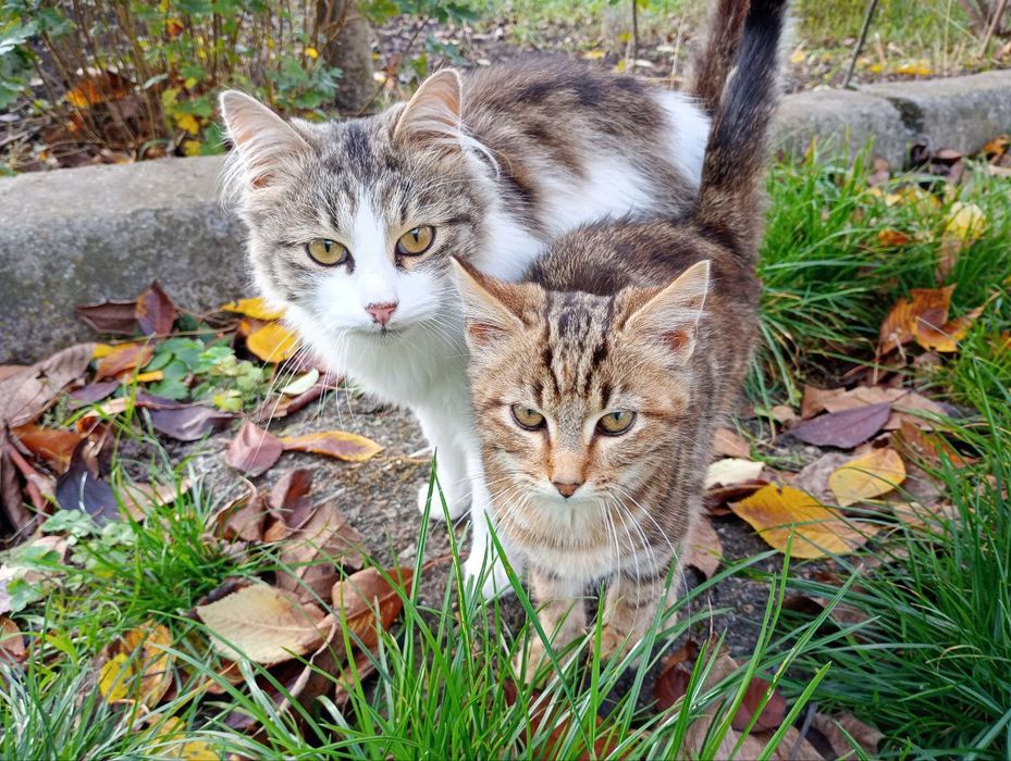 Кошечки в добрые руки