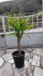Yuca planta em vaso