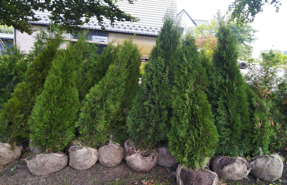 Tuja szmaragd 0,7-2 m