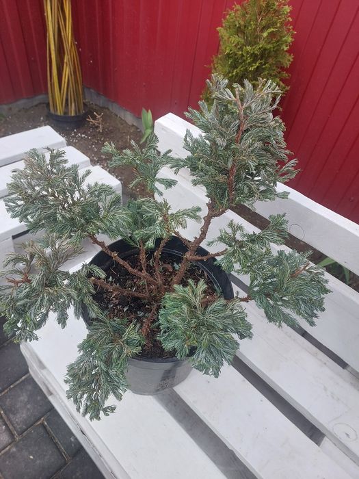 Бонсай, черенки хризантема мультифлора