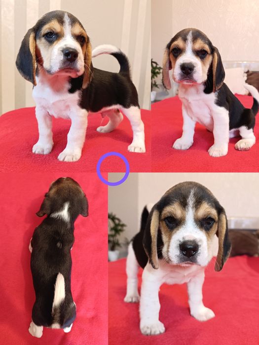 Beagle wesoły piesek z rodowodem