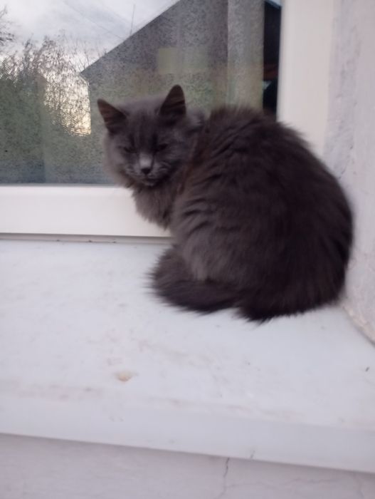 Дівченка небелунга