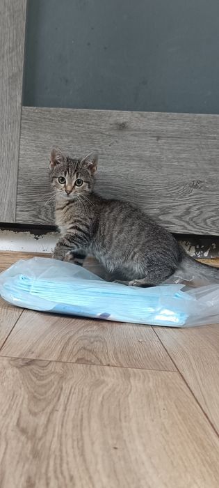 Kotka około 8tyg szuka domu