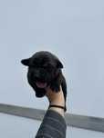 Suczka rasy bandog