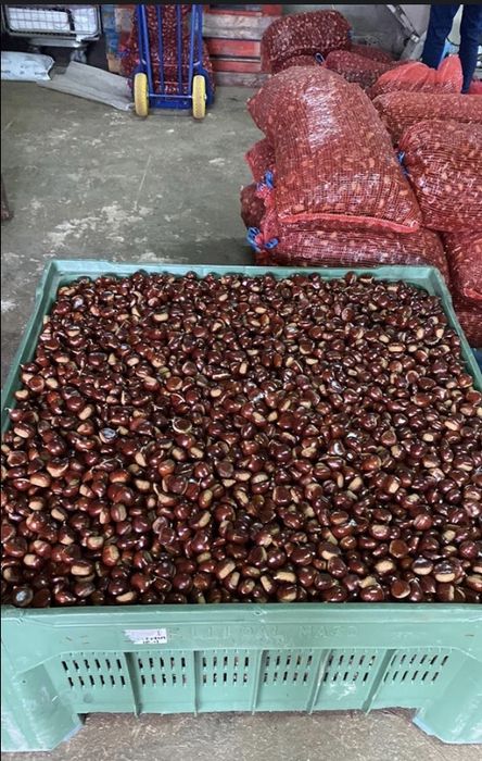 Vendo Castanha.