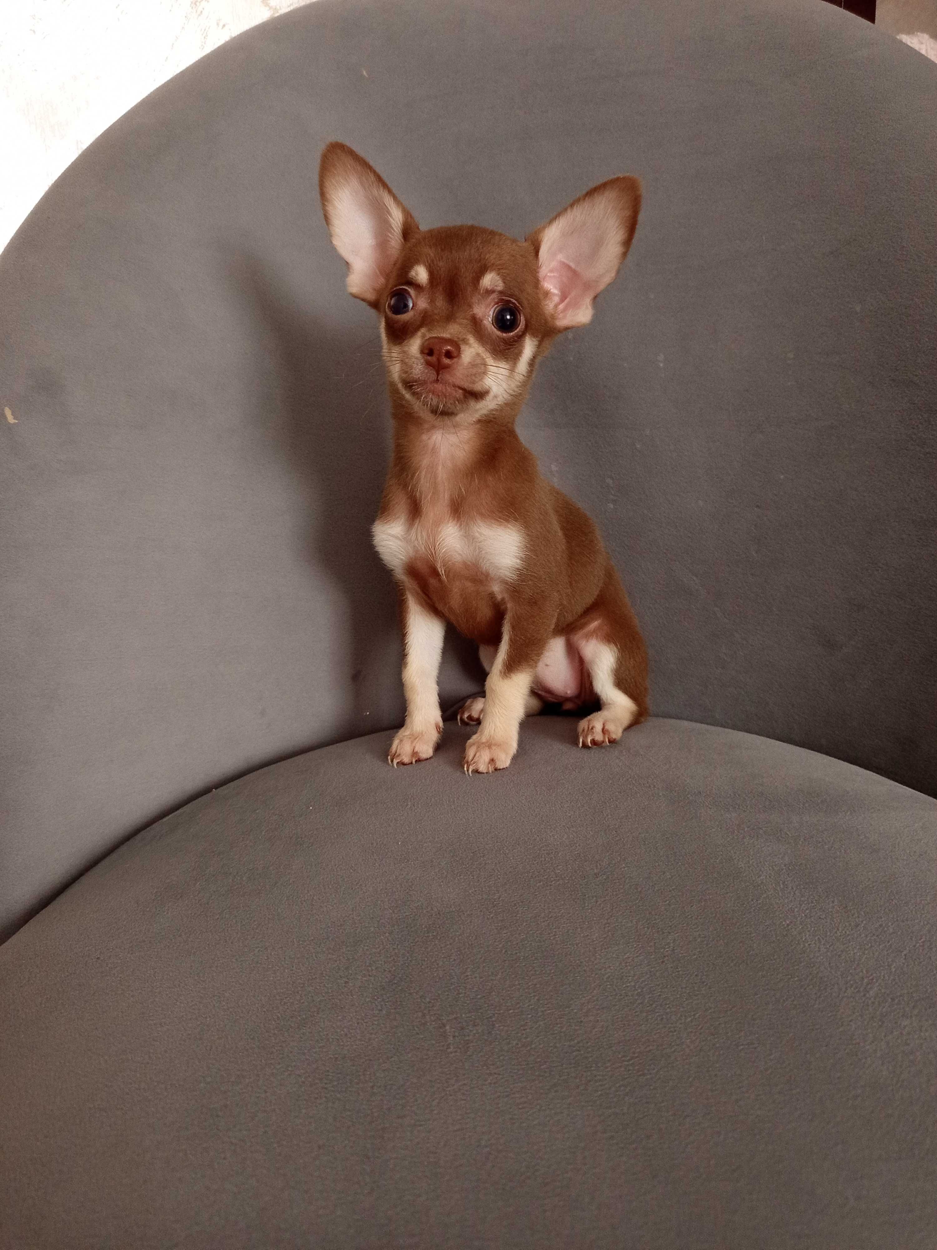 Szczeniaczki chihuahua