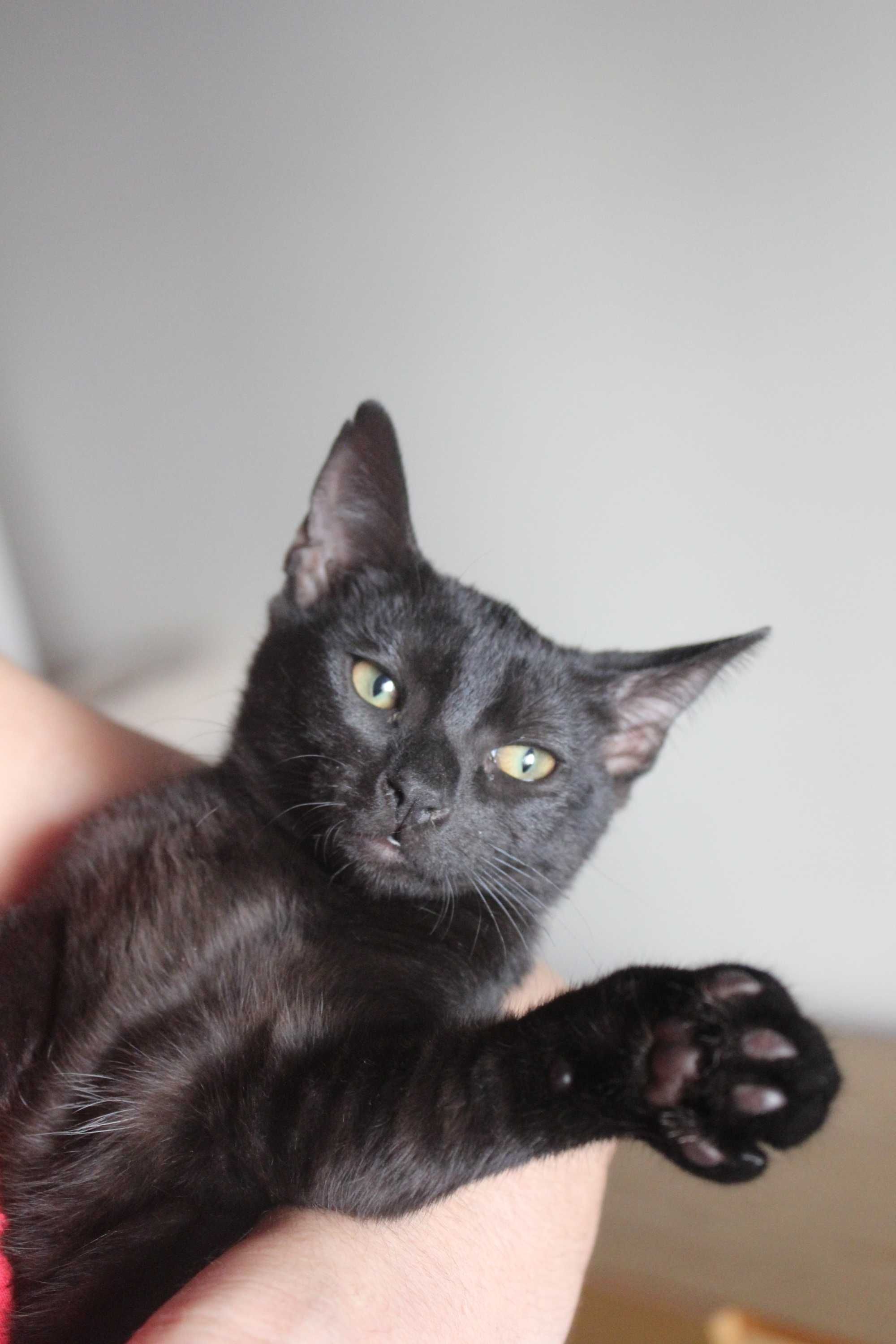 Gatinha 4 meses adoção responsável BRAGA