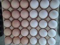 jaja swieze wiejskie cena juz od 30 gr