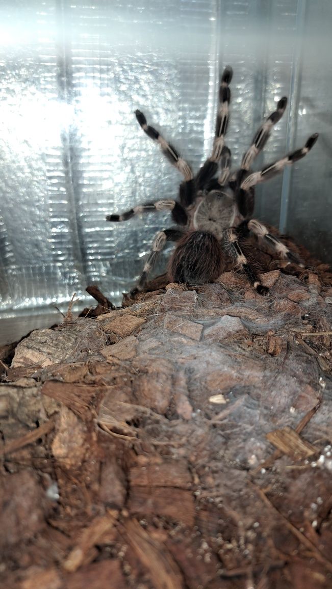 Nhandu chromatus samica