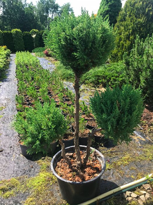 iglaki formowane bonsai na pniu tuja cyprys sosna jałowiec świerk kula