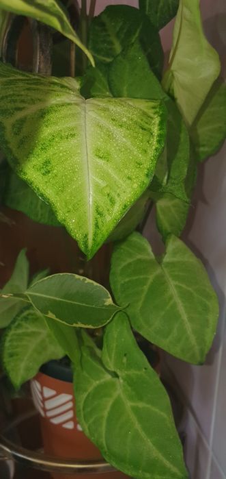 Свіжозрізи Фікус Сингоніум