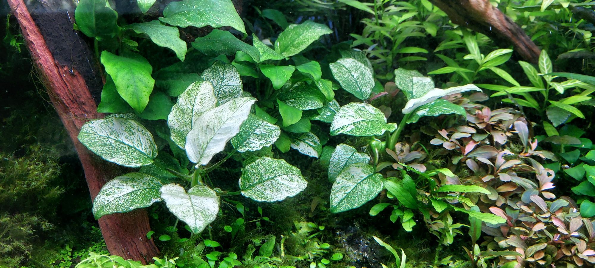 Anubias white 7-10 lisci