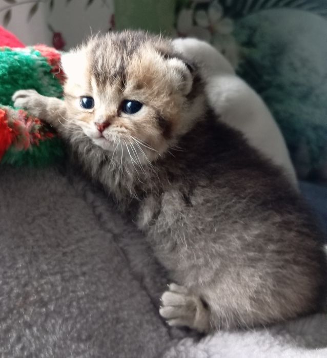 Бомбезні котята золотої шиншили від клубних батьків з паспортами