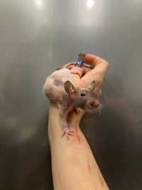 Пацюки сфінкс, лисі криси, щури гіпоалергенні ручні