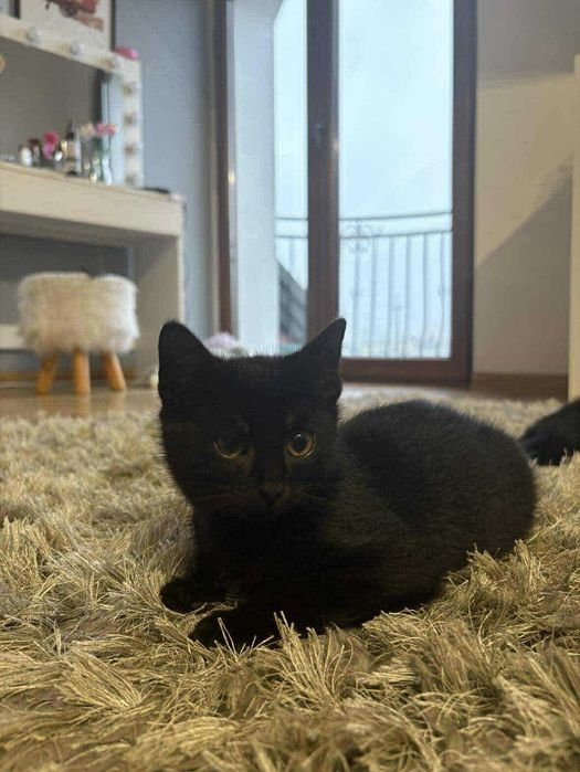 Mrucząca Felicja Czeka