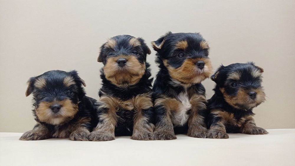 Большая семейка Одесская