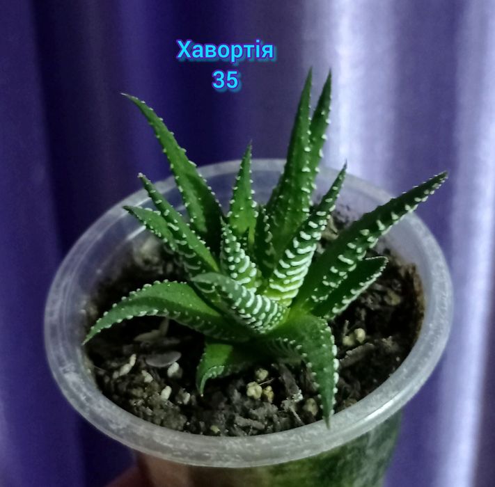 Фікус Диверсифолія вар., епіпремнум, сингоніуми, монстера