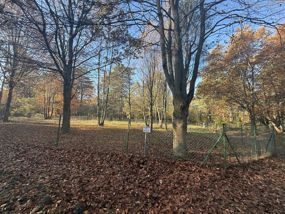 Dzialka leśna nad morzem Rozewie