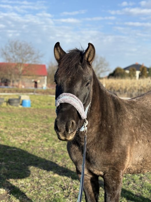 Wałach huculski, hucuł