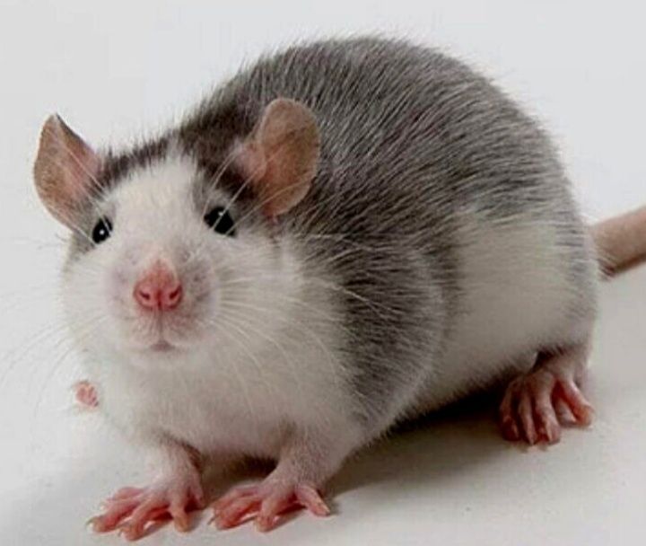 Щурики породи Хаскі.