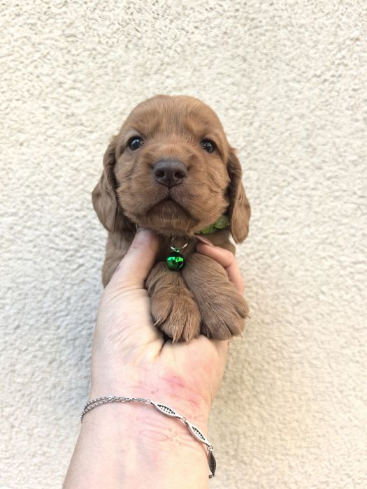 Śliczny szczeniak cocker spaniel spaniel
