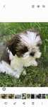 Shih tzu suczka mini tri color