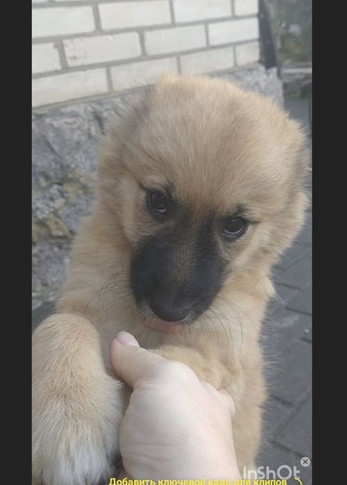 Собака, цуценя щенятко