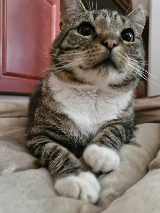 Przygarnij pulchnego kotka :)