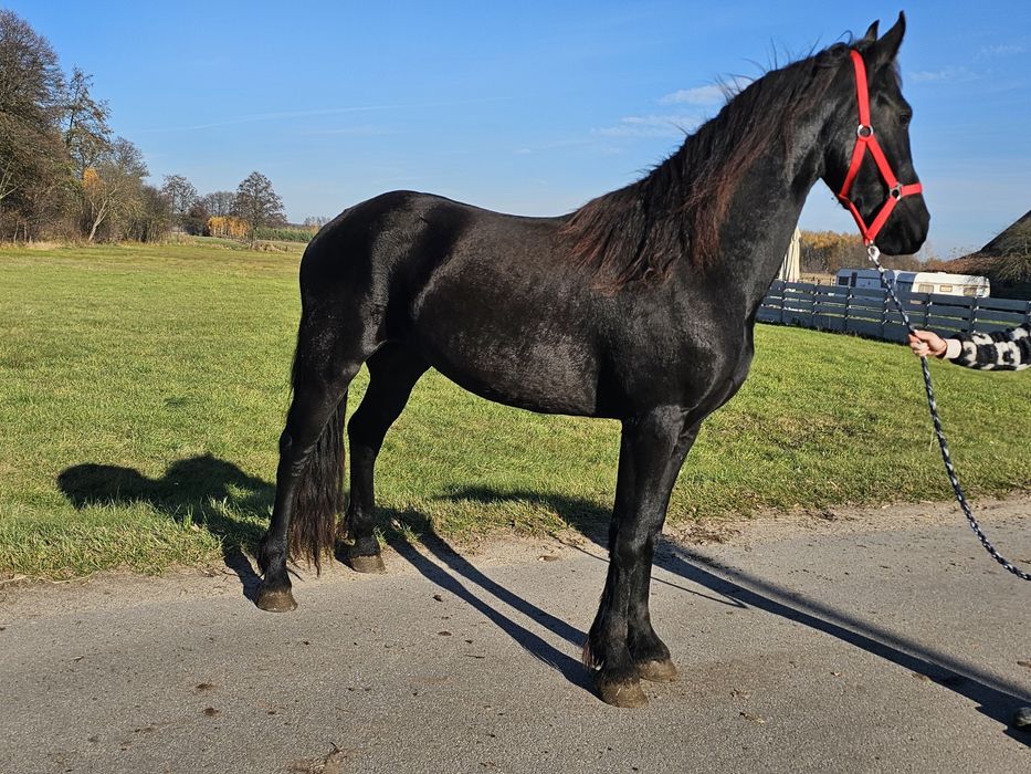 Fryzy 2 klacze I ogierek