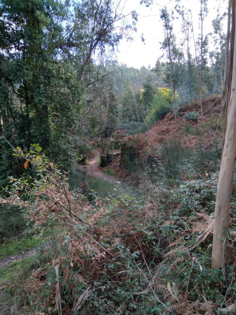 Vendo quinta ,arredores de Braga
