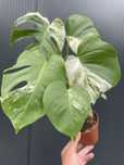 Monstera variegata
