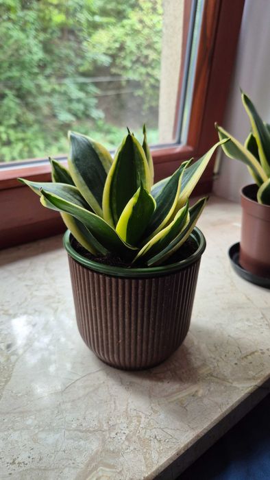 Sansewieria doniczki